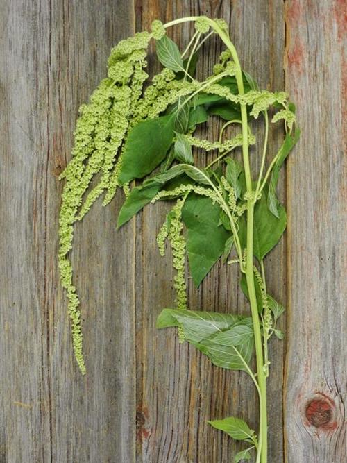 HANGING  GREEN AMARANTHUS